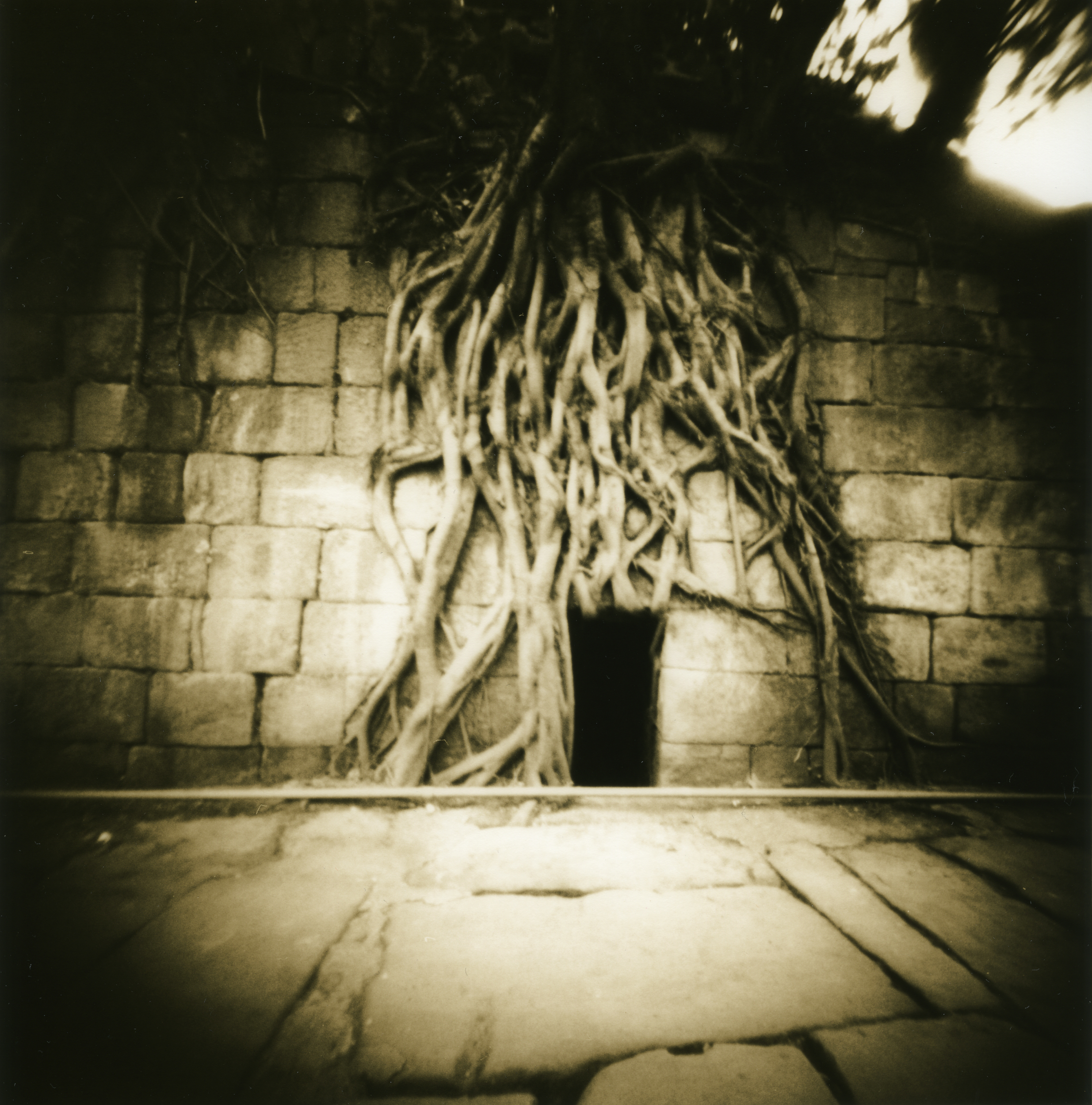 reaching roots tree_[300dpi]