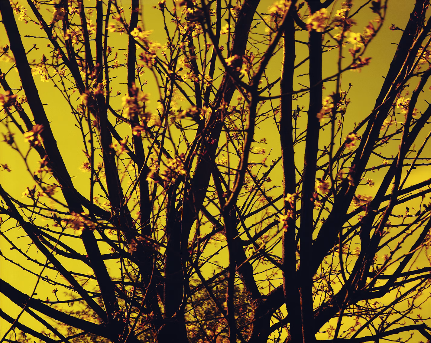 A Sense of Place Van Gogh - COLOR